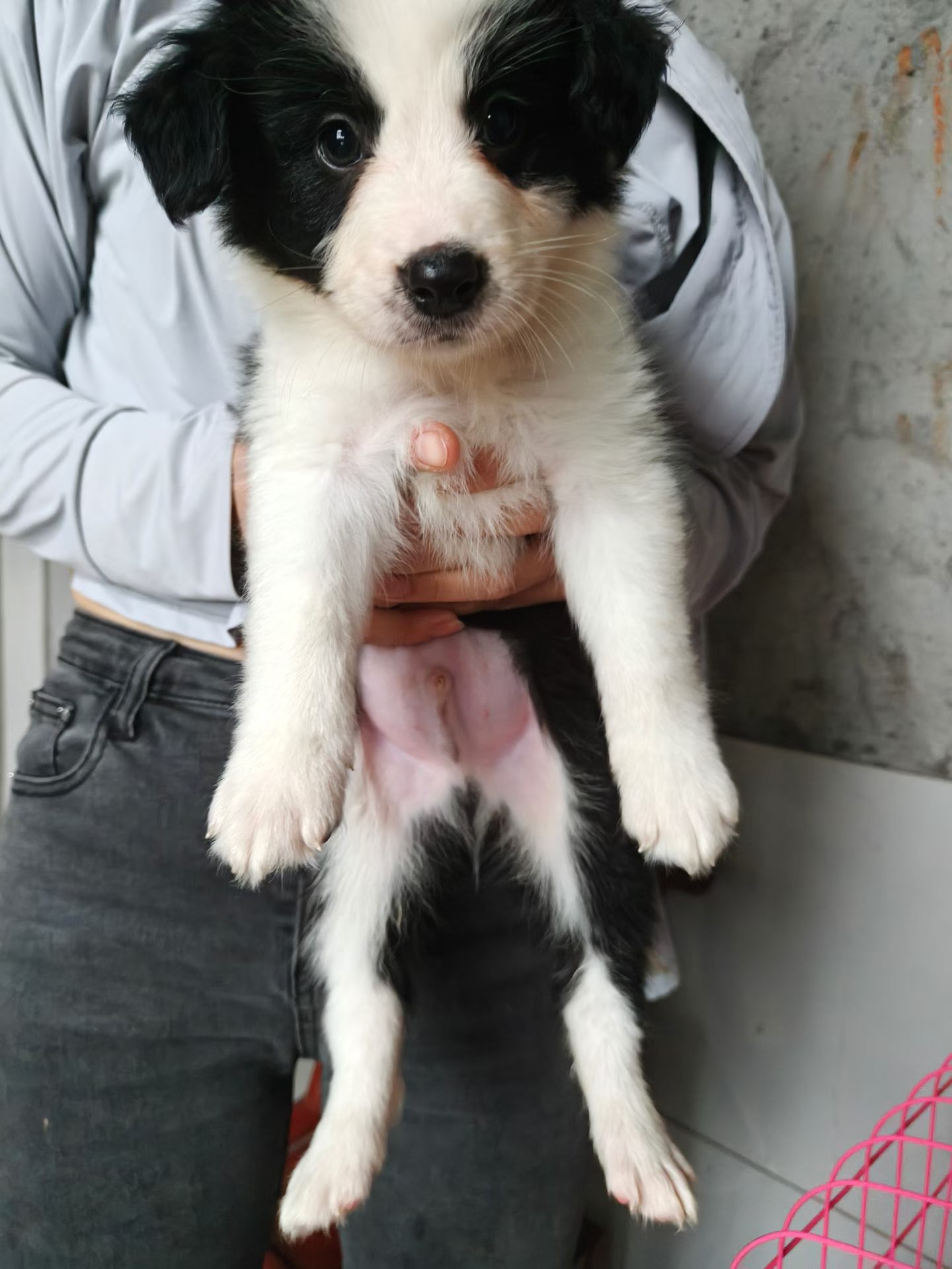 边境牧羊犬 300带走 弟弟妹妹都有